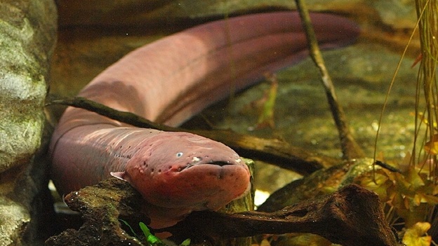 Nova espécie de peixe-elétrico descoberta na Amazônia